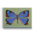 Colorado Butterfly Box Art - Colorado