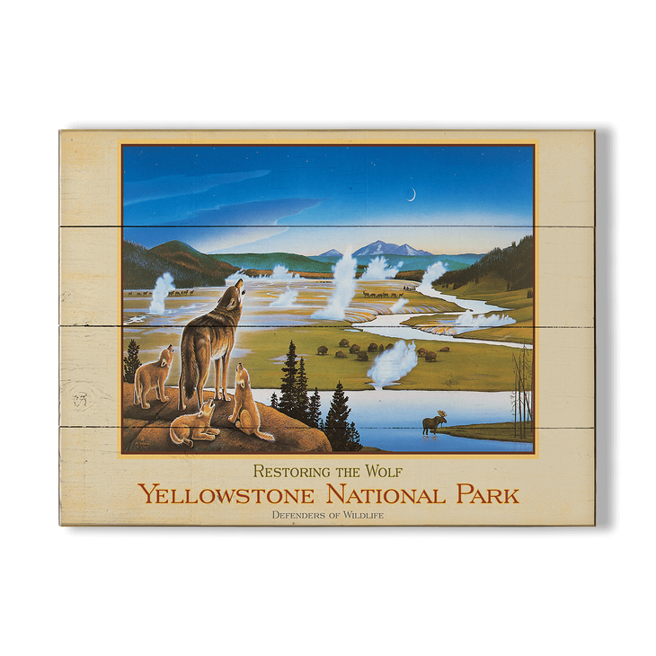 Restoring the Wolf to Yellowstone National Park - Restoring the Wolf to Yellowstone National Park