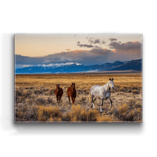 Horses in the San Luis Valley - Metal Box Art Metal Box Art Michael Underwood