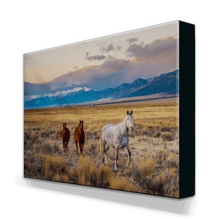 Horses in the San Luis Valley - Metal Box Art Metal Box Art Michael Underwood