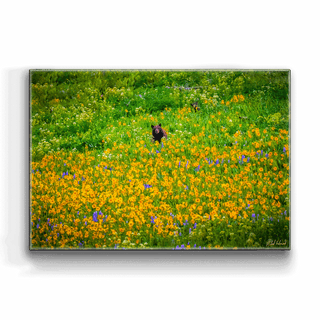 Black Bear with Cub - Metal Box Art Metal Box Art Michael Underwood