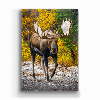 Alaskan Bull Moose- Metal Box Art Metal Box Art Michael Underwood