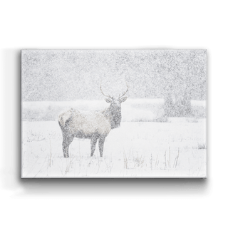 Snow Covered Elk - Metal Box Art Metal Box Art Michael Underwood