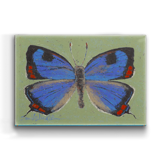 Colorado Hairstreak Butterfly - Metal Box Art Metal Box Art Shelle Lindholm