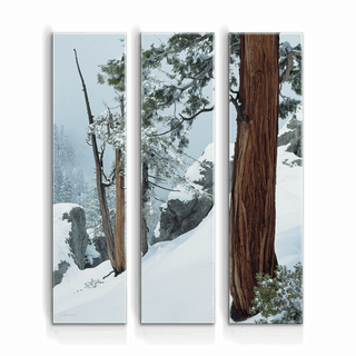 Cedars in the Snow: 3-Piece Metal Box Art Metal Box Art John Lichtwardt