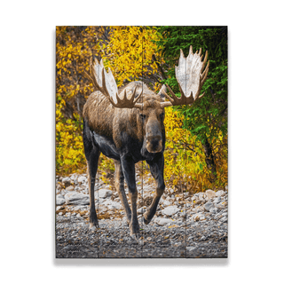 Alaskan Bull Moose - Wood & Metal Wall Art Wood & Metal Signs Michael Underwood