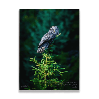 Great Gray Owl - Wood & Metal Wall Art Wood & Metal Signs Michael Underwood
